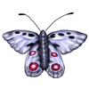 Click to view image