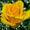 Click to view image