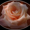 Click to view image