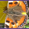 Click to view image