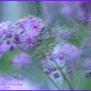 Click to view image