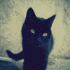 Click to view image
