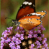 Click to view image