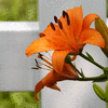 Click to view image