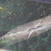 Click to view image
