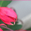 Click to view image