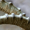 Click to view image