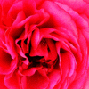 Click to view image