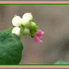 Click to view image