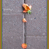 Click to view image