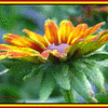 Click to view image