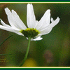 Click to view image