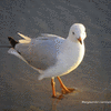 Click to view image