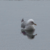 Click to view image