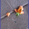 Click to view image