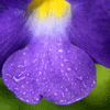 Click to view image