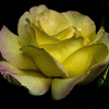 Click to view image