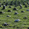 Click to view image
