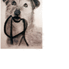 Click to view image