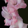 Click to view image