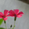Click to view image