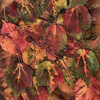 Click to view image