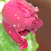 Click to view image
