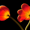 Click to view image