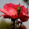 Click to view image