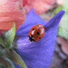 Click to view image