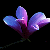 Click to view image