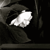 Click to view image