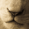 Click to view image