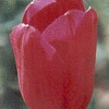 Click to view image