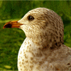 Click to view image