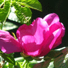 Click to view image