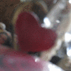 Click to view image