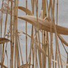 Click to view image