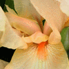 Click to view image