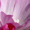 Click to view image