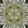 Click to view image