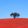 Click to view image