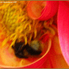 Click to view image