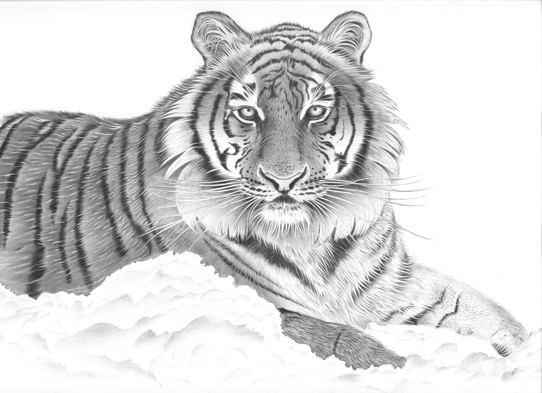 Тигр. Раскраска