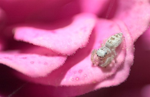 IMAGE: http://images.artwanted.com/zoom/99/13210_1073899.jpg