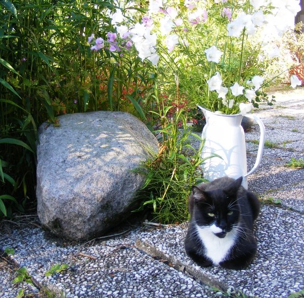 cat, rock and vase