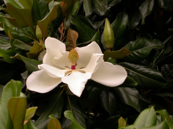 Magnolia Blossom I