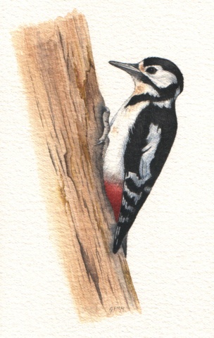 Great spotted woodpecker