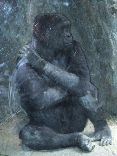 bronx zoo gorilla