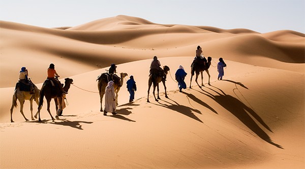 Early Morning Camel Ride